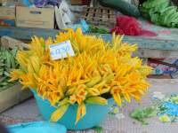 Courgettes Epirus