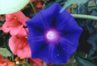 Leptokaria Epirus bloem