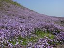 Lente op Aegina