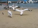 The pelicans from Mykonos on the run