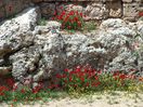 Bloemen tussen de muren