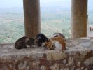 Katten op Mistras