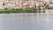 Kastoria5