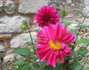 A flower
