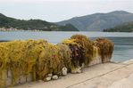 fishing nets
