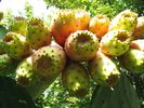 Cactus fruit