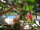 Kat / Cat