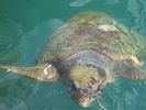 Caretta Caretta