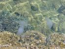 Kwallen bij Ag. Isodori Leros