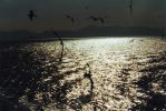seagulls