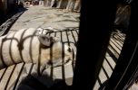 sleeping dog