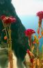 3d foto of wild flower at the west coast