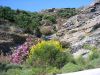 tinos