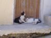 griekse katten