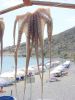 Inktvis - Kreta