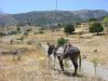 Lasithi plateau Kreta