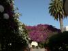 Bloemenweelde in Kos stad.