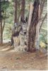 Ezel onder eucalyptus