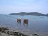 inktvis op Anti Paros