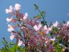 bloemen pracht