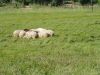 Schapen in conference