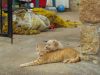 Spelende kat en hond