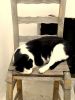 slapende kat in een slaperig Piles op 1 mei 2007