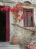 Bougainvillea
