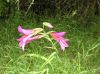 Bloemenpracht op Corfu