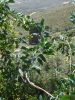 De_petros_toren_omgeving_ano_ayios_petros_op_andros.JPG