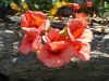 bloemen_op_andros.JPG