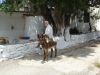 Kretenzer op ezel in West-Kreta