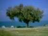 Rhodos baai