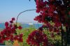 Door de bloemen heen een kijkje op de EgeischeZee met aan de overkant Turkije - Chios