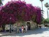 Bloemenpracht in Kos-Stad